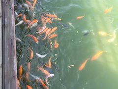 -静之湖湖畔餐厅