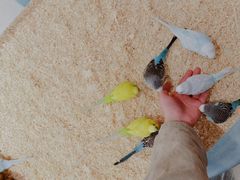 -怪兽屋·羊驼·猫咖·狗咖(俊华广场店)