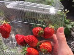 -万源龙顺度假庄园生态观光园