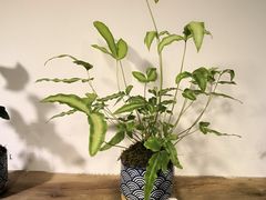 -植觉
