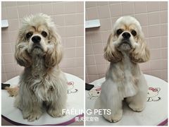 -FAELING PETS美天灵宠物(富力广场店)