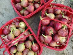 -武汉世外桃源农庄