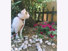 ฅ●ω●ฅ-海边的猫和咖啡馆