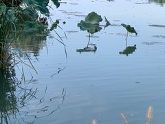 -海淀公园