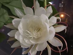 -清和传家饺子(龙泉道物美店)