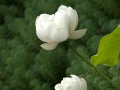 -四川大学(华西校区)