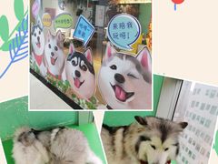 -Husky Go! 哈士奇体验馆·宠物咖啡厅狗咖