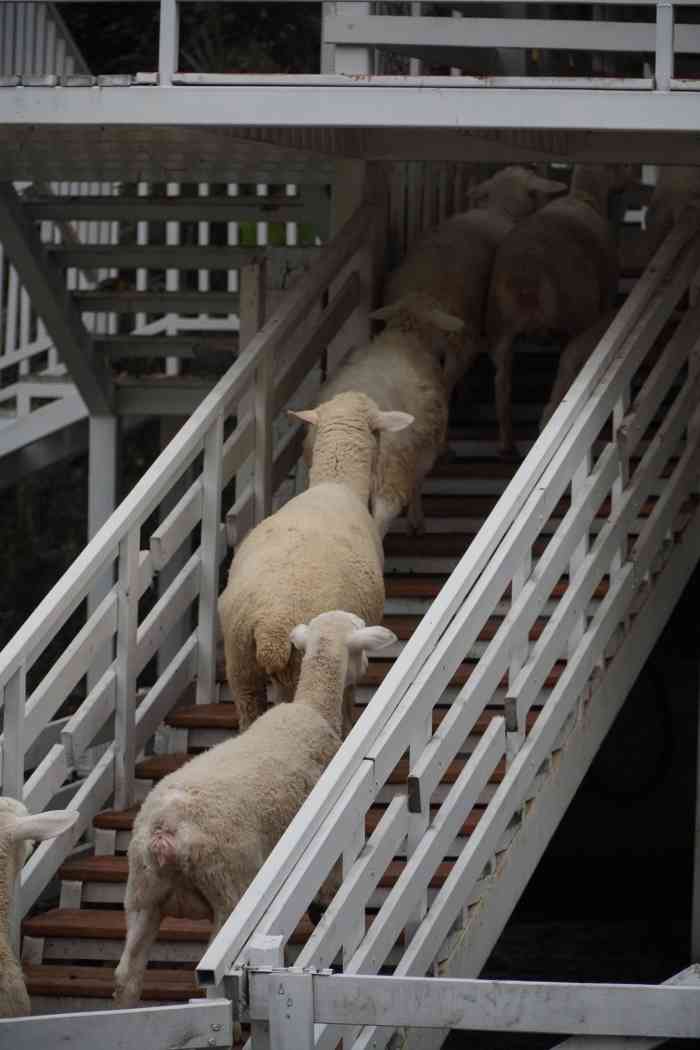 小济州岛绵羊牧场杭州探店