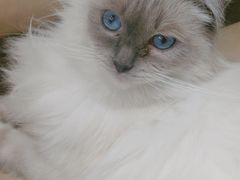 -藏猫猫咖啡主题馆(中央大道店)