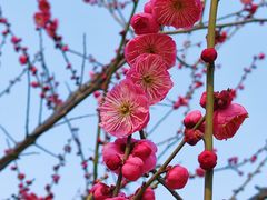 -莘庄梅园