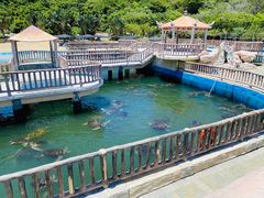 -广东惠东海龟国家级自然保护区