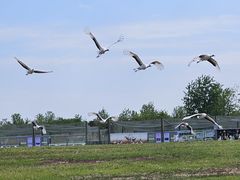 -盐城丹顶鹤湿地生态旅游区