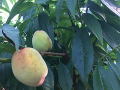 -西山樟坞健康果园枇杷杨梅采摘