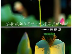 -莲花池公园