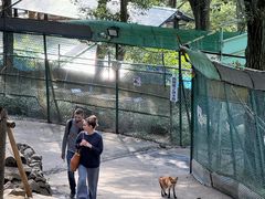 -宫城藏王狐狸村