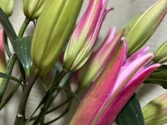 -循礼门鲜花花市(武汉循礼门店)