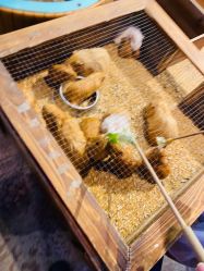 -酷嗒动物文化乐园(cutezoo西溪乐天城店)