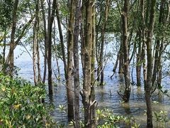 -东寨港红树林旅游区