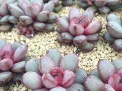 -龙大花卉苗木市场