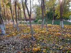 -长白岛森林公园