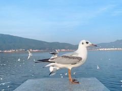 -海埂大坝