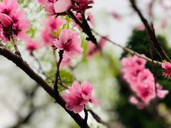 -新虹桥中心花园