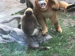 -大连森林动物园