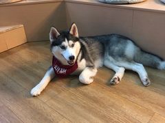 -Husky Go! 哈士奇体验馆·宠物咖啡厅狗咖