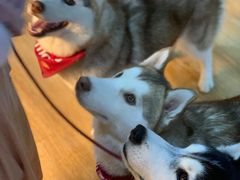 -Husky Go! 哈士奇体验馆·宠物咖啡厅狗咖