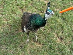 -南戴河国际娱乐中心