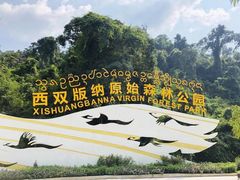 -西双版纳原始森林公园
