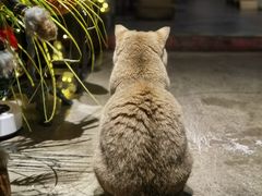 -咖法森林·咖啡  酒吧(天河店)