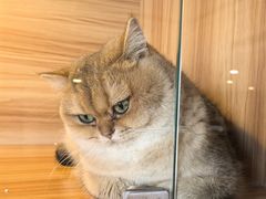 -猫十亿·布偶金渐层·曼基康矮脚猫舍(青年路店)