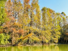 -上海海湾国家森林公园