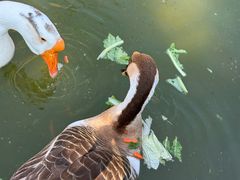 -西双版纳洲际度假酒店-泰傣餐厅