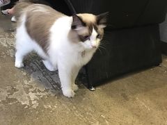 -咖法森林·咖啡  酒吧(天河店)