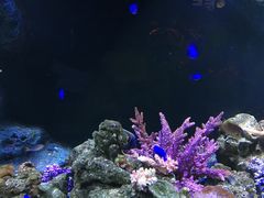 -暹罗海洋世界