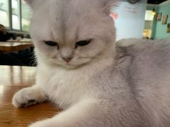 -猫小院猫主题餐厅(三里屯店)