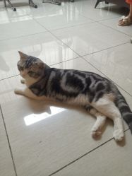 -长沙纹身·龙堂刺青·三土师傅的店