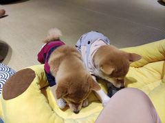 -逗柴咖啡屋·狗咖猫咖宠物桌游