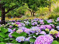 -名花谷生态庄园