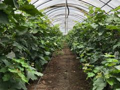 -马陆小张葡萄园农家乐