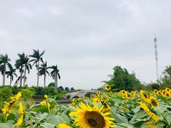 -百万葵园