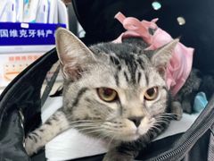 -派特宠物医院(圆融广场店)