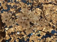 -西北湖绿化广场