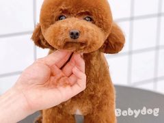 -BABYDOG宝贝狗宠物乐园(欧洲城店)