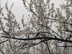 -樱桃山旅游景区