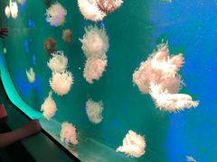 -福州罗源湾海洋世界旅游区