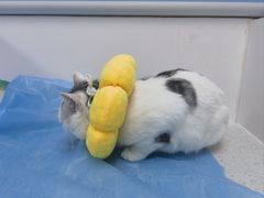 -纳吉亚猫专科动物诊疗中心(蒋宅口分院)