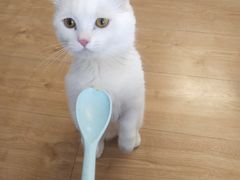 -MOYOYO猫咪咖啡店